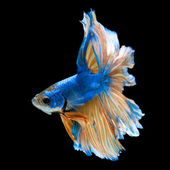 Fototapeta premium Blue fighting fish isolated on black background