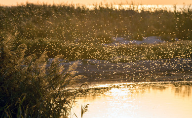 A swarm of mosquitoes near the reeds on the pond in the background light of the setting sun.