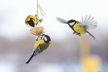 beautiful little bird sitting on a feeder in winter in the Park