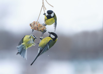 beautiful little bird sitting on a feeder in winter in the Park