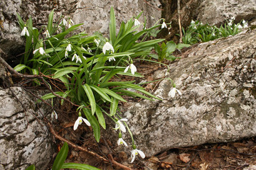White snowdrops in bloom on rocky ground