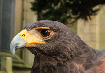 Harris Hawk
