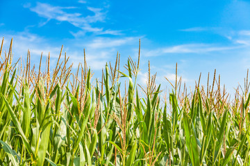 view of a meize field in summer