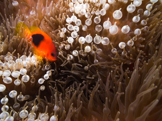 Red saddleback anemonefish in the Anemone