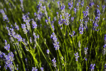 Obraz premium Organic dalmatian lavender