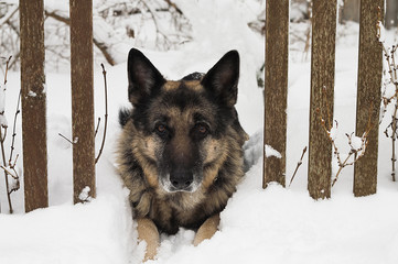 Dog Guarding Fence