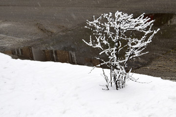 Ветви маленького кустарника  покрыты снегом. Выпал снег. Снег тает.  Зима борется с весной