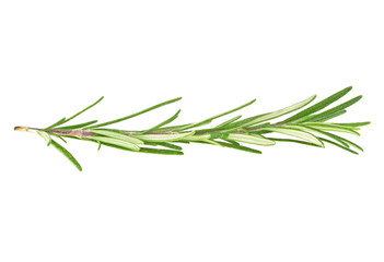 Fototapeta premium Fresh green sprig of rosemary isolated on a white background