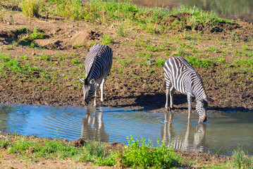 Obraz na płótnie Canvas Herd of Zebras drinking from Shingwedzi river in the Kruger National Park, major travel destination in South Africa.