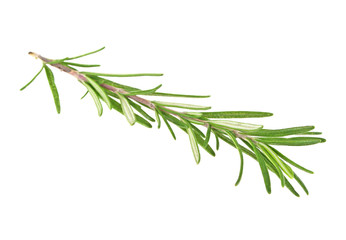 Fototapeta premium Fresh green sprig of rosemary isolated on a white background