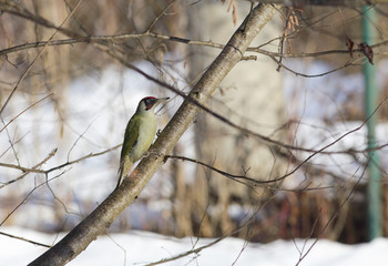 Green woodpecker on a tree trunk