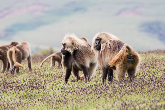 Babbuidi Gelada sui monti Simien in Etiopia
