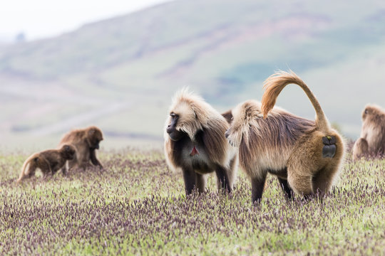 Babbuidi Gelada sui monti Simien in Etiopia