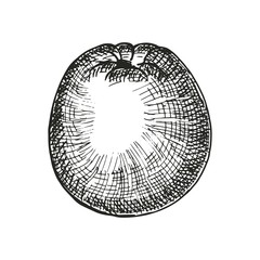 apple sketch. vector illustration