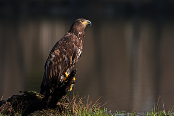 White-tailed eagle, haliaeetus albicilla, Czech republic