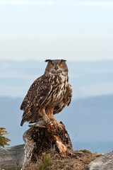  Eurasian eagle-owl, bubo bubo, Czech republic