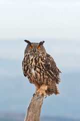  Eurasian eagle-owl, bubo bubo, Czech republic