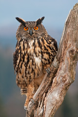  Eurasian eagle-owl, bubo bubo, Czech republic