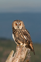 long-eared owl, asio otus, Czech republic
