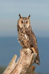 Obraz premium long-eared owl, asio otus, Czech republic