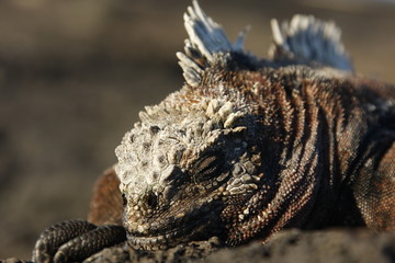 Marine iguana in th Galapagos