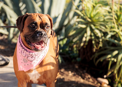 Friendly Boxer dog with a bandana on at the local dog park