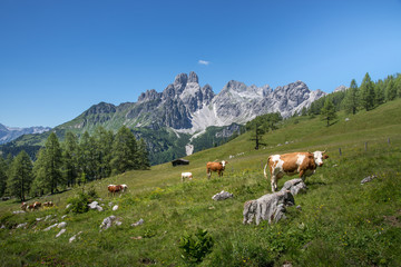 Fototapeta na wymiar Cow in front of idyllic mountain landscape, Austria