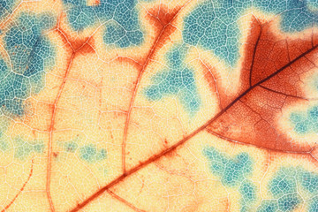 Fototapeta na wymiar Extreme close up of a leaf. False color.