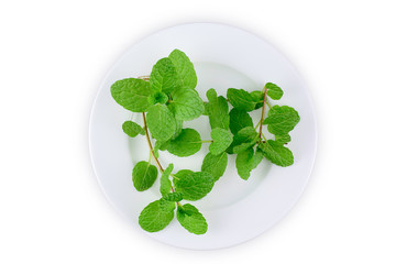 Fresh mints in a white plate