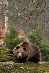  brown bear, ursus arctos