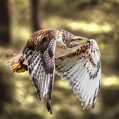 Flying Red Kite
