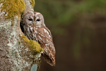 brown owl,   tawny owl, strix aluco, Czech republic