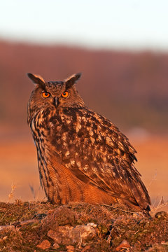  Eurasian eagle-owl, bubo bubo, Czech republic