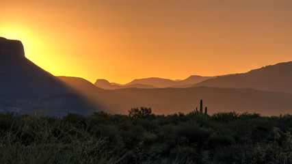 Desert Morning