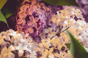 pink and white lilac flowers