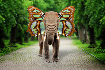 Fototapeta premium Elephant with butterfly wings