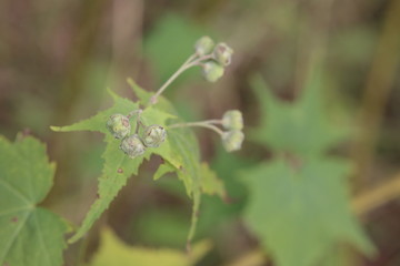 Fruits of Sida hermaphrodita, known by the common name Virginia fanpetals