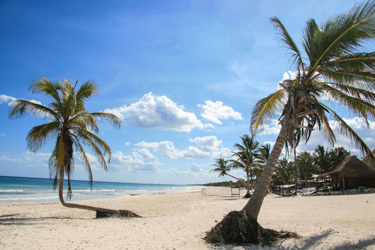 Coconut trees on a Caribbean beach.
