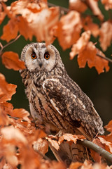 long-eared owl, asio otus, Czech republic