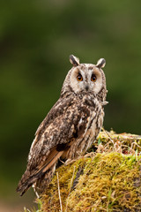 long-eared owl, asio otus, Czech republic