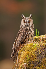 long-eared owl, asio otus, Czech republic