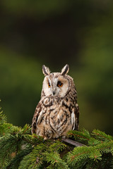 long-eared owl, asio otus, Czech republic