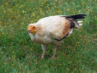 Egyptian vulture (Neophron percnopterus)