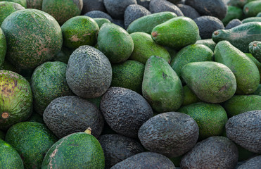 Bunch of avocado background. Fresh green avocado on a market stall. Food background.