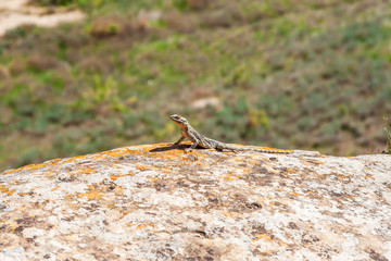 Lizard on a rock at Gobustan National Park.
