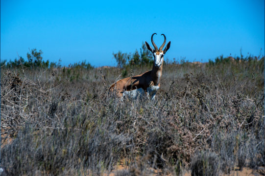 Springbok