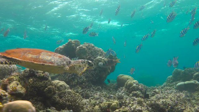 Морская черепаха Бисса. Увлекательные подводные погружения на рифах Мальдивских островов.