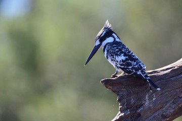 Pied Kingfisher
