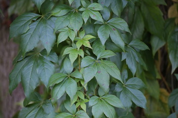 Parthenocissus vitacea, also known as thicket creeper