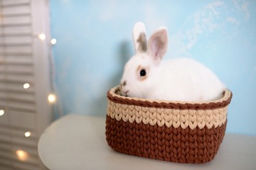 Easter rabbit in knitted basket